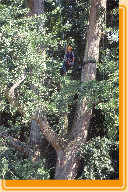 Projekt Kronensicherung Gingko Niederoesterreich